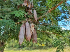 Senegalia burkei