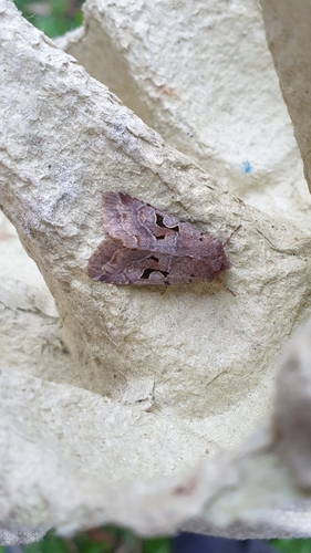 Orthosia gothica