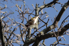 Carduelis carduelis