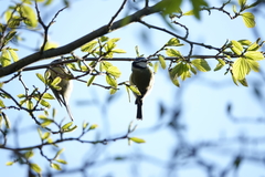 Cyanistes caeruleus