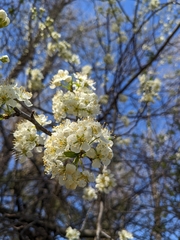 Prunus munsoniana