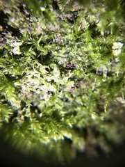 Linopenthaleus irki