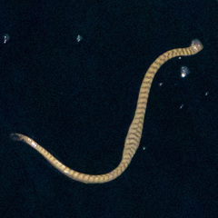 Hydrophis lapemoides