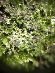 Linopenthaleus irki