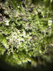 Linopenthaleus irki