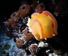 Hexabranchus