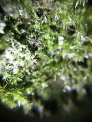Linopenthaleus irki