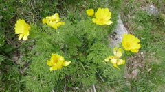 Adonis pyrenaica