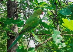 Psittacula krameri manillensis