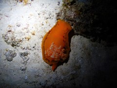 Hexabranchus