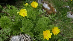 Adonis pyrenaica