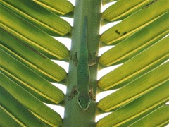 Phelsuma dubia