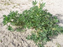 Lupinus gredensis