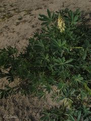Lupinus gredensis