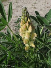 Lupinus gredensis