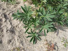 Lupinus gredensis
