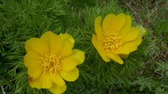 Adonis pyrenaica
