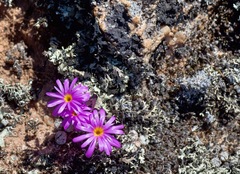 Conophytum minusculum