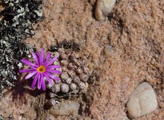 Conophytum minusculum