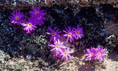 Conophytum minusculum
