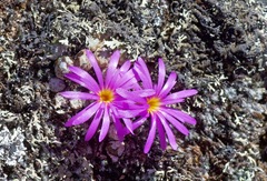 Conophytum minusculum