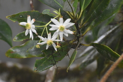 Drimys granadensis