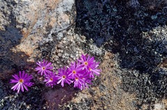 Conophytum minusculum