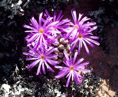 Conophytum minusculum