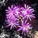 Conophytum minusculum - Photo (c) Ben Herbst, μερικά δικαιώματα διατηρούνται (CC BY-NC), uploaded by Ben Herbst