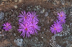 Conophytum minusculum