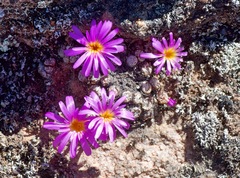 Conophytum minusculum