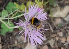 Bombus terrestris