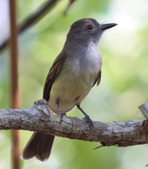 Myiarchus panamensis