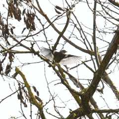 Fringilla coelebs