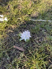 Puschkinia scilloides