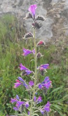 Echium vulgare