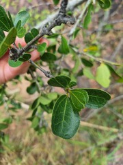 Strychnos madagascariensis