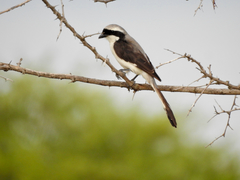 Lanius excubitoroides