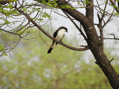 Lanius excubitoroides