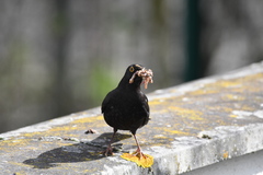Turdus merula