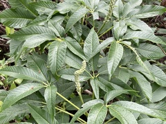 Aesculus californica