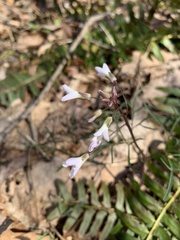 Cardamine dissecta