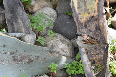 Passer domesticus