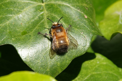 Anthophora plumipes