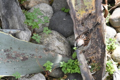 Passer domesticus