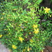 Hypericum kouytchense - Photo (c) Leonora Enking, some rights reserved (CC BY-SA)