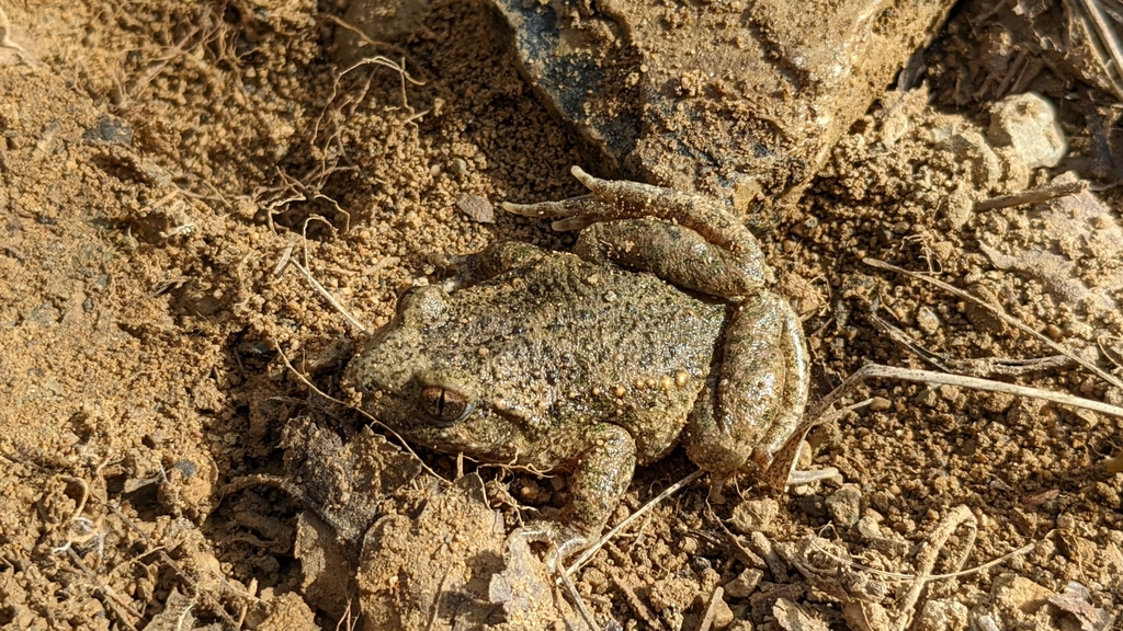 Catalonian Midwife Toad