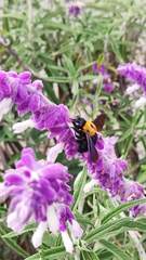 Xylocopa rufidorsum