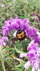 Xylocopa rufidorsum