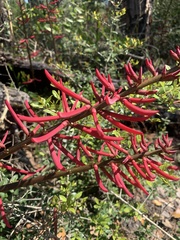 Erythrina herbacea image